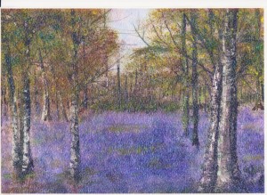 Bluebell Wood Betty Wartersjpg