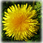 Dandelion 2