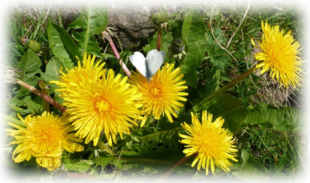 Dandelions-Butterfly