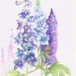 Delphinium Betty Warters