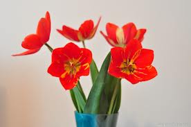 VASE-OF-RED-FLOWERS